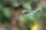 Orthetrum caerulescens