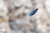 Passero solitario-Blue Rock Thrush (Monticola solitarius)