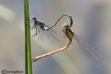Lestes sponsa