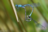 Enallagma cyathigerum mating