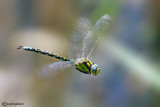 Aeshna cyanea