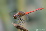 Sympetrum sanguineum