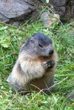 Marmotta-Alpine marmot (Marmota marmota)