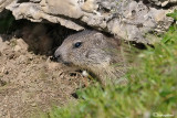 Marmotta-Alpine marmot (Marmota marmota)