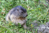 Marmotta-Alpine marmot  (Marmota marmota)