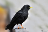 Gracchio alpino (Pyrrhocorax graculus)
