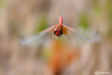 Sympetrum  fonscolombei