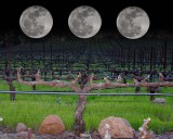 3 moons over Frias Vinyard