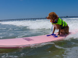 Surf Dogs