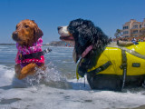 Surf Dogs
