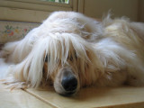 Taiwan Dog