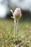 Mosippa Pulsatilla vernalis May 2011.jpg