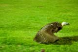 img_2010_11_20_0071.jpg