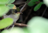 Olive Backed Pipit