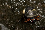 Hermit Crab at a tide pool