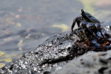 Crab on the lava rocks