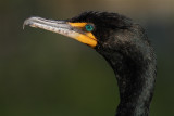 double crested cormorant