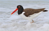 american oystercatcher