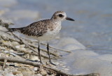 black-bellied plover