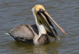 brown pelican