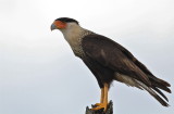 crested caracara