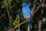 mountain bluebird male