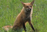 red fox