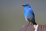 mountain bluebird