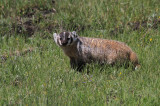 badger