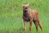 moose calf