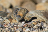 american pika