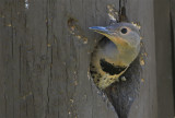 northern flicker