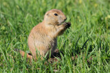  prairie dog