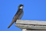 tree swallow