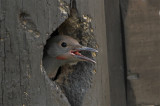 northern flicker