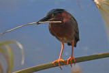 green heron