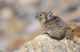 american pika