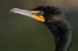 double crested cormorant