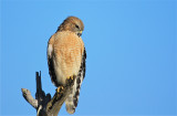 red shouldered hawk