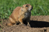 prairie dog