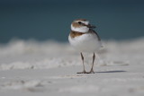 wilsons plover