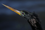 anhinga