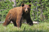 black bear cinnamon-brown coat