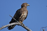 bald eagle juvenile