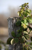 Fence Post