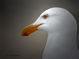 The Seagull