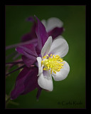 Purple Columbine