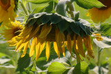 Sleeping Sunflower