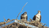 Osprey family