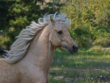 Wind in my Mane......
